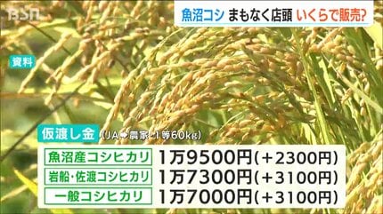いくらで販売？」新潟県産・魚沼コシヒカリ まもなく店頭へ JAと卸売 