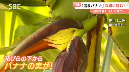 南国のフルーツを信州で栽培 安曇野産「温泉バナナ」への挑戦は