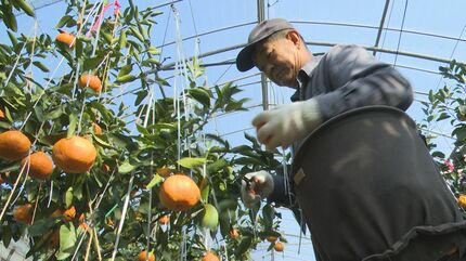 デコポン初売りに向け「不知火」の収穫始まる 初売りは12月1日 熊本県