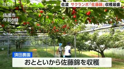 トキと黄金の島” 佐渡島でサクランボ「佐藤錦」収穫が最盛 今年は豊作