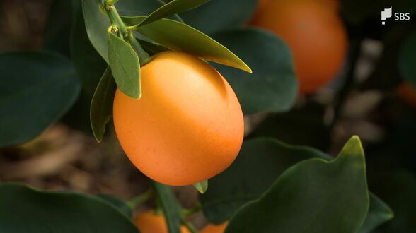 糖度25度超え!メロンより甘い!?清水のブランドキンカン「こん太」=静岡市【しずおか産】 | 静岡のニュース | SBSNEWS | 静岡放送