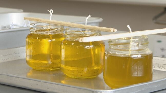 児童が育てた菜の花から菜種油・キャンドル作り～地域の歴史やおもてなしの心を学ぶ|TBS NEWS DIG