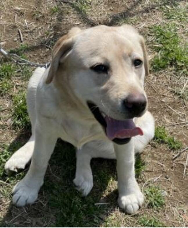 「やんちゃな一面も」愛称はヒマワリをイメージした「サン」直轄警察犬に生後11か月のラブラドールが初の仲間入り 活発で人好きな性格が決め手に 訓練重ね年度末めどに一線に投入へ 長野県警|TBS NEWS DIG