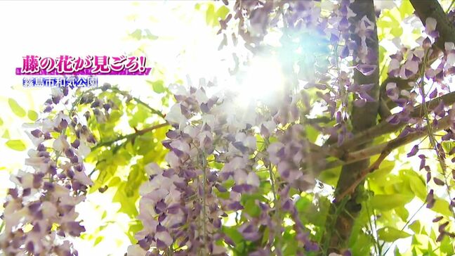 『まるで花のシャワー！和気公園の藤の花が見ごろ』鹿児島・霧島市|TBS NEWS DIG