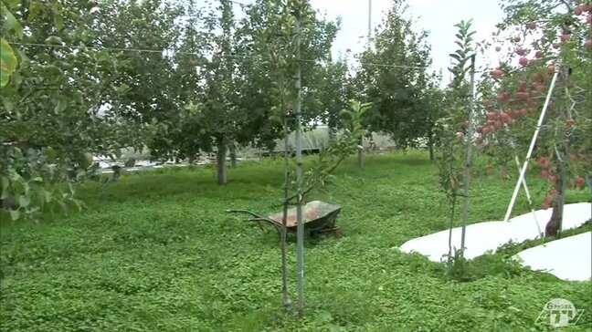 クマの人的被害相次ぐ　リンゴの農作業中やクリ拾い中に襲われる　過去最多1580件出没の青森県で１日で２件の人的被害|TBS NEWS DIG