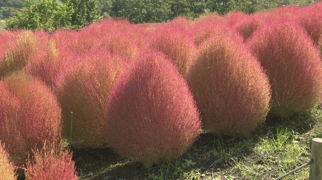 4000本のコキアが見頃 緑から赤へ移り変わる秋の絶景 大分・杵築市の「るるパーク」|TBS NEWS DIG