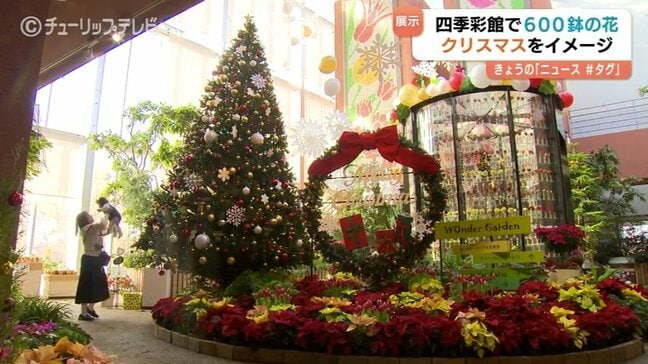 伝統的なクリスマスイメージ チューリップ四季彩館で企画展 「クリスマスナイト」など600鉢 富山・砺波市|TBS NEWS DIG