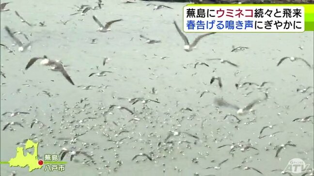 春を告げる鳴き声響く「すごいですね。距離が近くて」蕪島に『ウミネコ』続々と飛来 蕪嶋神社の弁財天の使い 青森県八戸市|TBS NEWS DIG