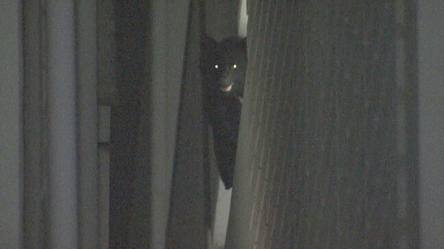 クマ被害防止緊急対策で異例の補正予算約3000万円　 市町村に専門家や職員派遣へ　罠の貸し出しも　福島県|TBS NEWS DIG