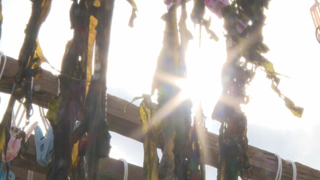 早春の萩の風物詩　ワカメの天日干し始まる シケで例年より1週間遅れの始動 磯の香り豊かな”ふるさとの味” 山口・萩|TBS NEWS DIG