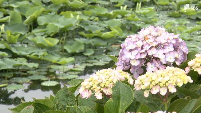 静岡県も梅雨入り 平年より3日遅く2024年より12日早い 東海地方のほか中国、近畿でも発表=気象庁|TBS NEWS DIG
