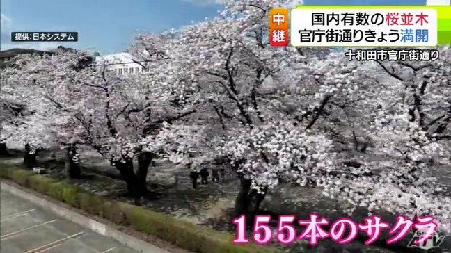 【『青森のサクラ』名所を巡る】アート×サクラ 十和田市「官庁街通り」21日に「満開」に 約1.1kmに渡りソメイヨシノなど155本の桜並木|TBS NEWS DIG