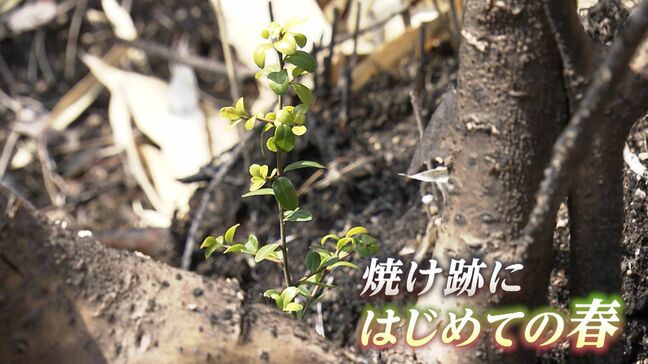 岡山県南部で発生した大規模山林火災から1年　被災地は再生に向けて一歩を踏み出す～改めて防災について考える～|TBS NEWS DIG