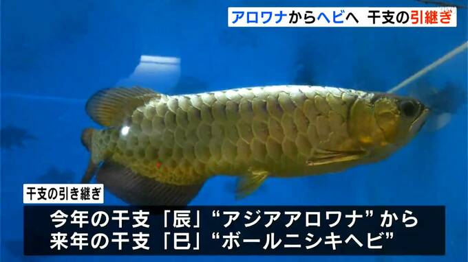 アジアアロワナ→ボールニシキヘビ…「実りある一年に」干支の引継ぎ式　|　高知のニュース・天気｜KUTV NEWS | KUTVテレビ高知