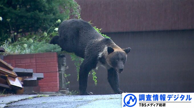 クマをめぐるメディアの責任は～命を守る「速報性」と「日常性」【調査情報デジタル】|TBS NEWS DIG
