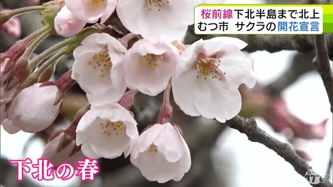 【今日の桜】桜前線が本州最北の青森県下北半島にも到達！　むつ市のサクラの名所「水源池公園」でソメイヨシノの開花宣言「海上自衛隊の護衛艦と一緒に桜を見られる県内唯一の場所」【2026年4月16日】|TBS NEWS DIG