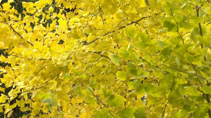 「きょうが最後かなと思って」週末にかけ雪の予想の青森で”黄金色”のイチョウ楽しむ　樹齢800年超『宮田のイチョウ』|TBS NEWS DIG