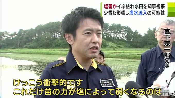 「衝撃的」「安心して生産できる環境をしっかり作っていきたい」青森県・宮下宗一郎知事が『塩害』とみられる被害確認の水田を視察　|　青森のニュース│ATV NEWS│青森テレビ