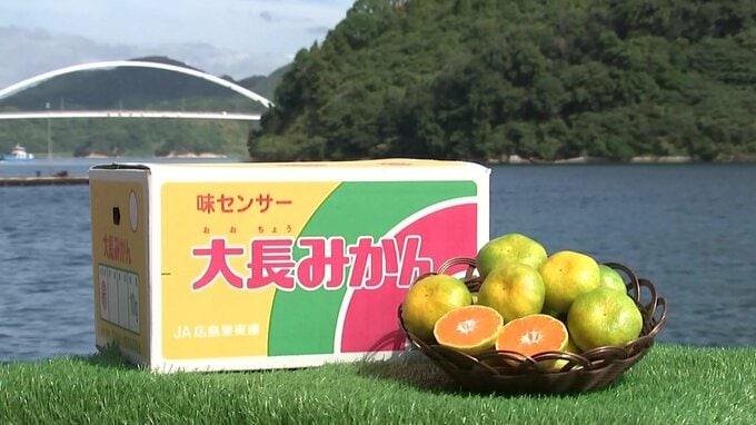 温州みかんのトップブランド「大長みかん」出荷始まる　酸と糖のバランス良好　広島・呉　　|　RCC NEWS | 広島ニュース | RCC中国放送