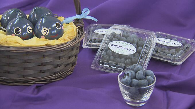 糖度１３度「メロン並みの甘さ」山口市大内地区で売り出し中　大内ブルーベリー出荷本格化　|　山口のニュース・天気・防災｜tys NEWS｜ｔｙｓテレビ山口