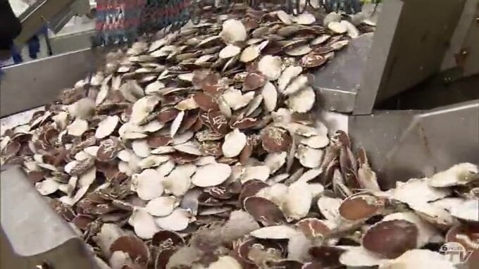 2024年の青森県内の漁獲量11万7000トン余　前年よりも1000トン増も統計開始以降ワースト2位の少なさ　夏の猛暑でホタテ大量死など　|　青森のニュース│ATV NEWS│青森テレビ