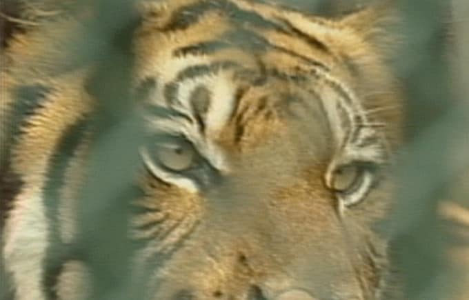 千葉の山にトラが逃げた！住民戦慄のトラ確保大作戦【TBSアーカイブ秘録】|TBS NEWS DIG