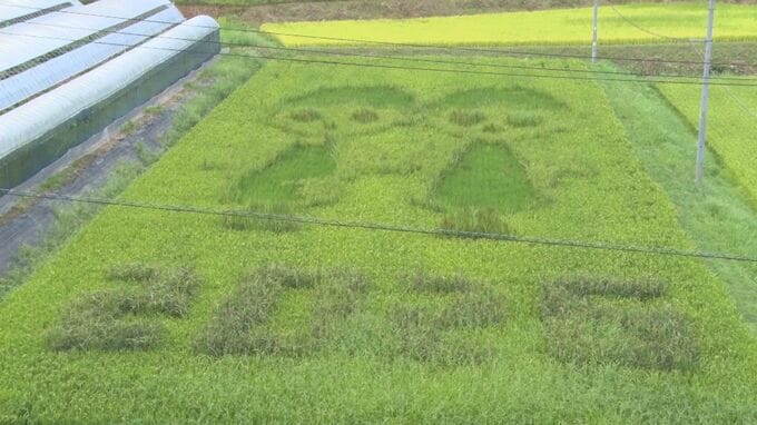 今年は12星座のひとつ双子座　島根県浜田市の「田んぼアート」　イネが色濃くなり、変化する作品の様子も楽しみ|TBS NEWS DIG