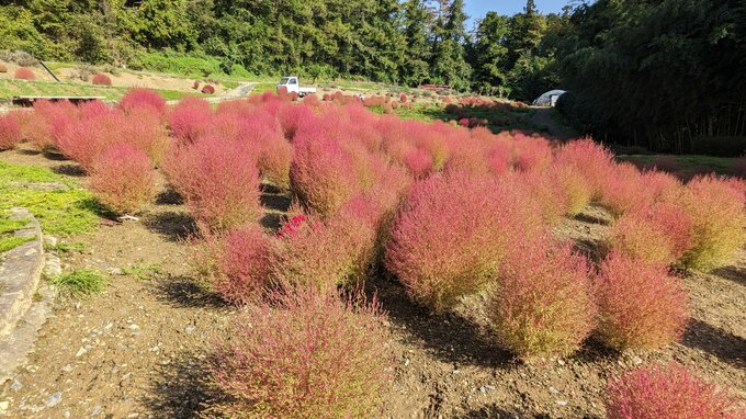 一関市東山・唐梅館総合公園のコキア見ごろ　2025年は天候の影響で例年の4割程度　岩手|TBS NEWS DIG