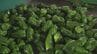 「2026年は天候にも恵まれ色つやや形のよいものが多い」JAいわて花巻で野菜の出荷式　岩手　|　IBC NEWS | IBC岩手放送