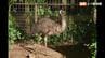 動物園でエミュー脱走、その後死ぬ パニックで柵に体当たりし隙間から外へ…　|　愛媛のニュース - Nスタえひめ｜あいテレビは6チャンネル