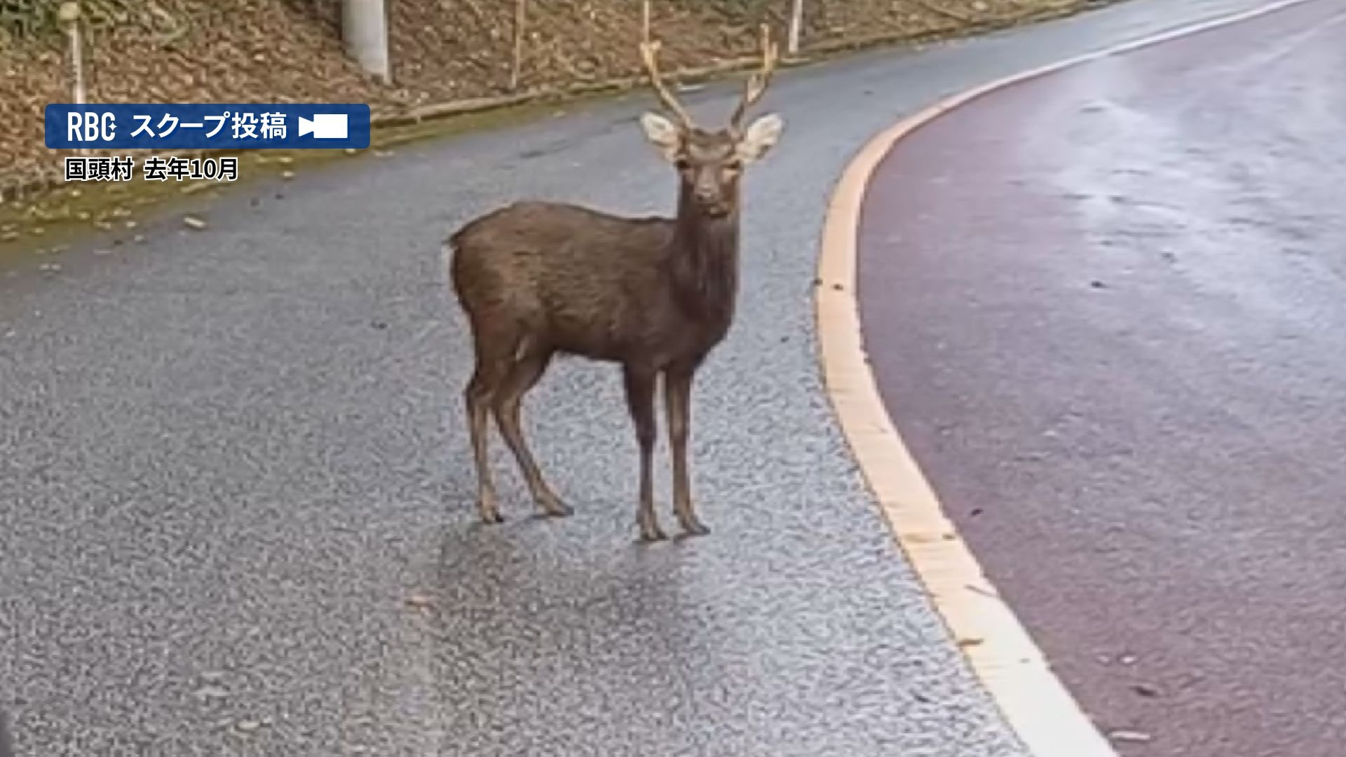 去年やんばるで目撃のシカは沖縄にいないはずの「ニホンジカ」 野生の