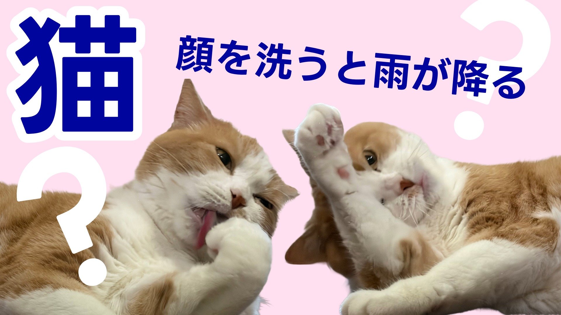 ネコ好きに贈る】「猫が顔を洗うと雨が降る」ってホント？ ネコを