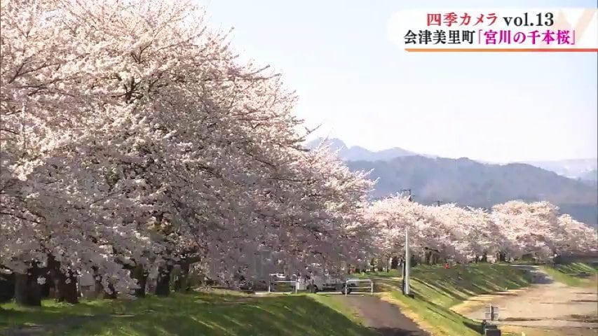 映像 四季カメラ 磐梯山を背景に楽しむ桜並木 宮川の千本桜 福島県会津美里町 Tbs News Dig