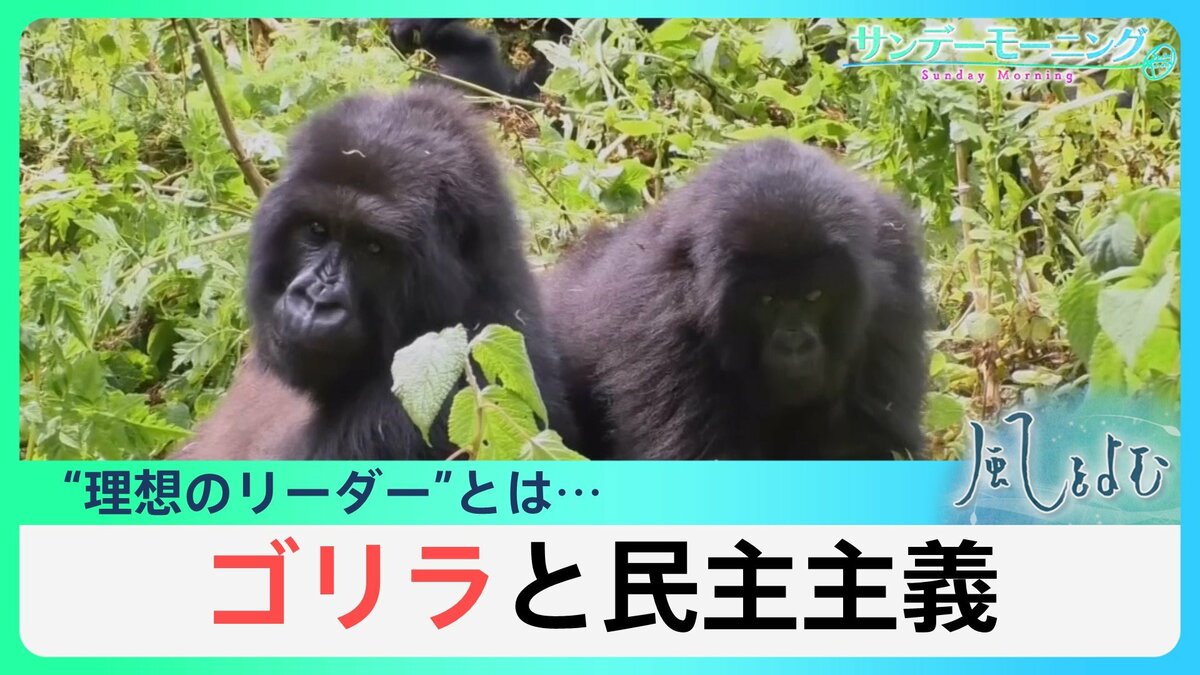 ゴリラと民主主義」 新たな日本のリーダーは誰に？ゴリラの背中に学ぶ