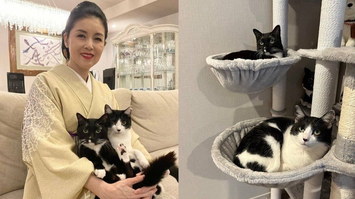ねこ 】歌手・藤あや子の愛猫マル＆オレオがキャットタワーで「二段