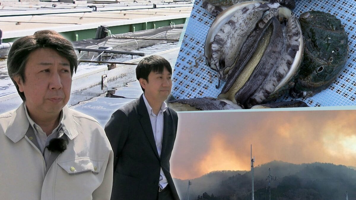NO １３ イワヒバ(岩松） ３０年物 見事な幹です 激安の投売り Yahoo!オークション - 「イワヒバ」花、園芸の落札相場・落札価格