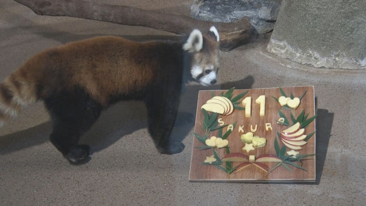 レッサーパンダの「さくら」11歳に　好物のリンゴをぺろりと完食