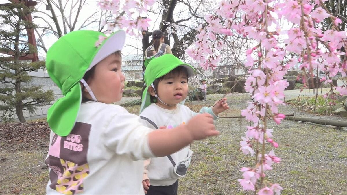 「きれい」イトザクラが満開　今週 一気に花が開き 満開に　地元の園児が花見楽しむ　山梨・笛吹市 九品寺