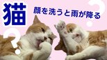 【ネコ好きに贈る】「猫が顔を洗うと雨が降る」ってホント？　ネコを愛する人たちや獣医師に聞く　“洗顔”の真相とは　＜湯島のネコ画像たっぷり＞　|　熊本のニュース｜RKK NEWS｜RKK熊本放送