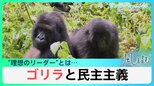 「ゴリラと民主主義」　新たな日本のリーダーは誰に？ゴリラの背中に学ぶ理想のリーダー像とは…【風をよむ】サンデーモーニング|TBS NEWS DIG