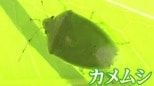 今年は「カメムシの裏年」!?農水省の病害虫発生予報「果樹カメムシ類が東海地方の一部で多くなる」|TBS NEWS DIG
