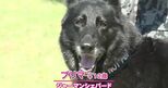 10年間お疲れ様！空自小松基地の“アイドル”警備犬が引退 新しい飼い主のもとへ「家族の一員として楽しくやろうね」　|　石川県のニュース｜MRO北陸放送