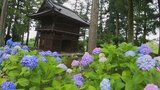紫やピンク　1000株を超えるアジサイが満開　山梨県韮崎市・大公寺　|　山梨のニュース | ＵＴＹテレビ山梨