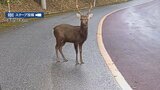 去年やんばるで目撃のシカは沖縄にいないはずの「ニホンジカ」 野生の鳥獣として県が村に捕獲許可 | 沖縄のニュース|RBC 琉球放送