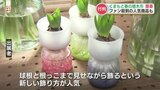くまもと春の植木市に「ある植物」のマニアが殺到!最近のトレンドは?|TBS NEWS DIG