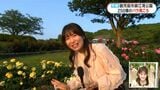 「スマイルハニーローズ」の意外な別名は？錦江湾公園のバラ見頃　鹿児島市|TBS NEWS DIG