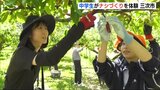 中学生が地元特産のナシ「摘果」作業を体験　10月に収穫も　広島･三次市　|　RCC NEWS | 広島ニュース | RCC中国放送