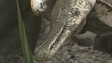 水たまりからワニのような口の“古代魚”アリゲーターガー いるはずのない工事現場に…以前から目撃情報も 富山 | 富山のニュース|天気・防災|チューリップテレビ