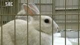 「生涯大切に家族の一員として飼ってくれる方に」多頭繁殖のため保護されたウサギ 伊那保健所で緊急譲渡会 長野|TBS NEWS DIG