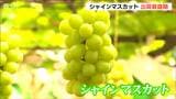 「高温少雨で若干小粒ながらも糖度は例年より高く」高級ブドウ シャインマスカット出荷最盛期 新潟 | 新潟のニュース・天気|BSN NEWS|BSN新潟放送